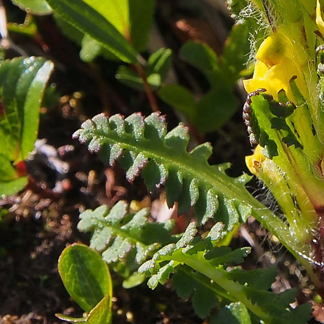 Pedicularis di Oeder 13