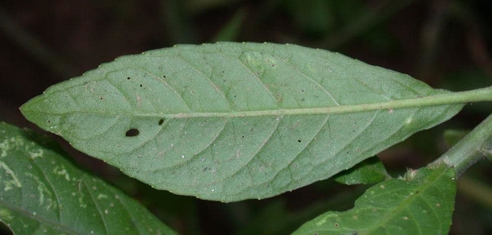 Struchium 13