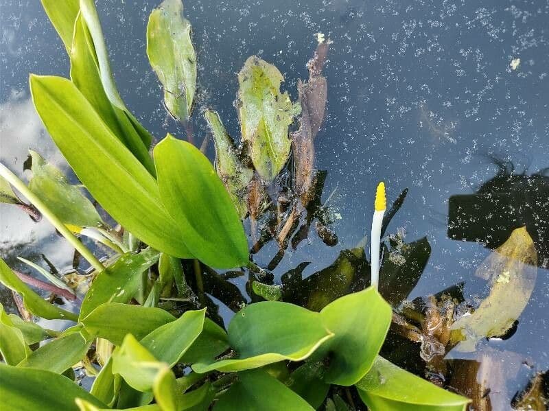 Orontium acquatico 6