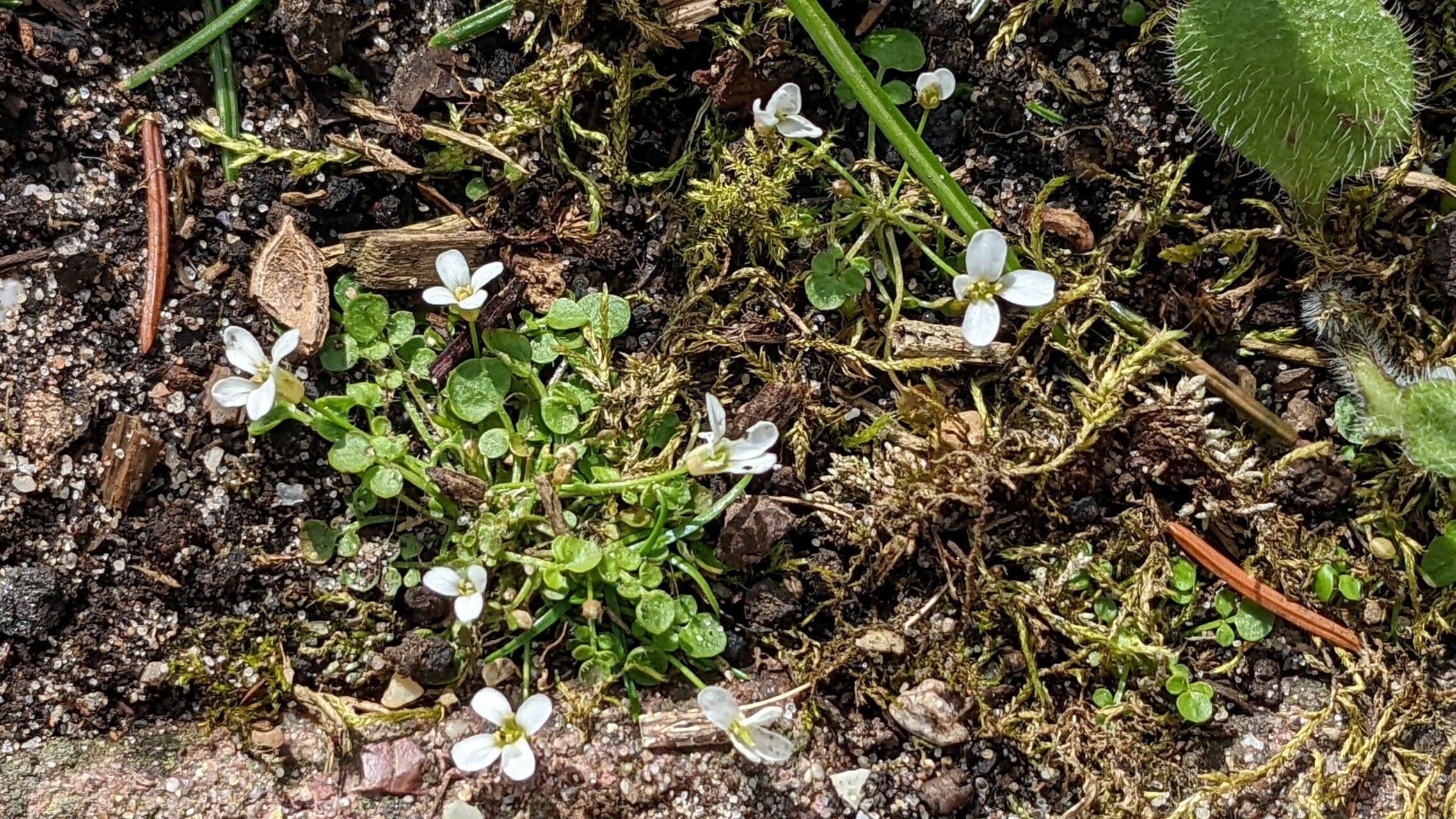 Cardamine bellidifolia 6