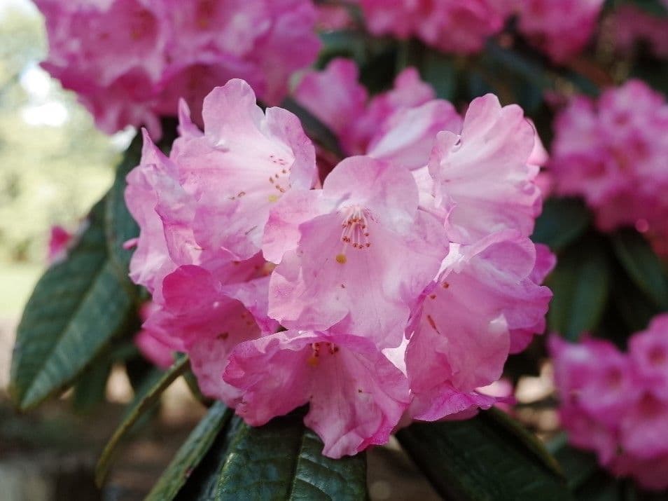 Rhododendron 4