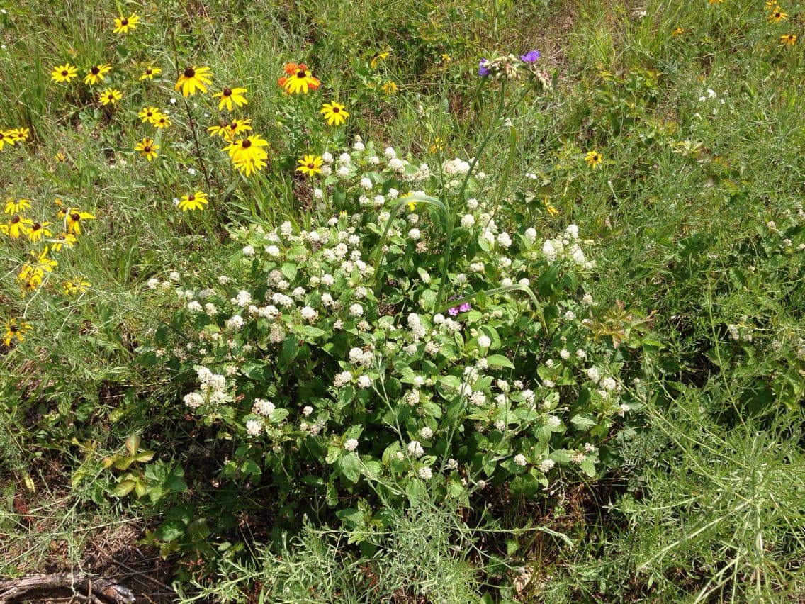 Ceanothus americký 13
