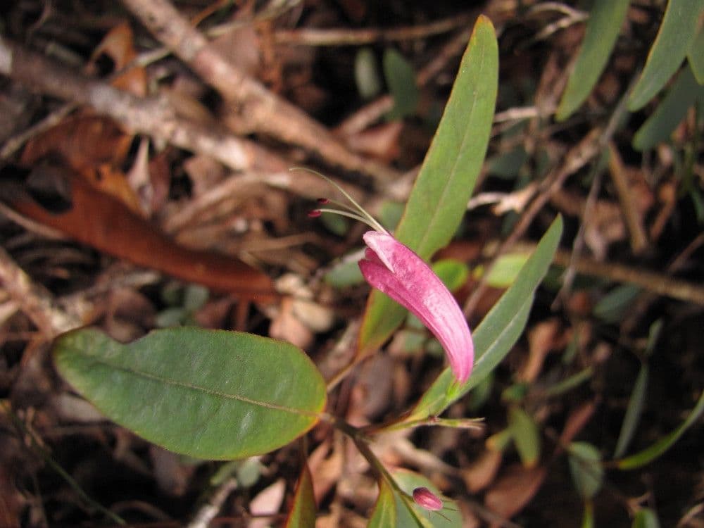 Graptophyllum 5
