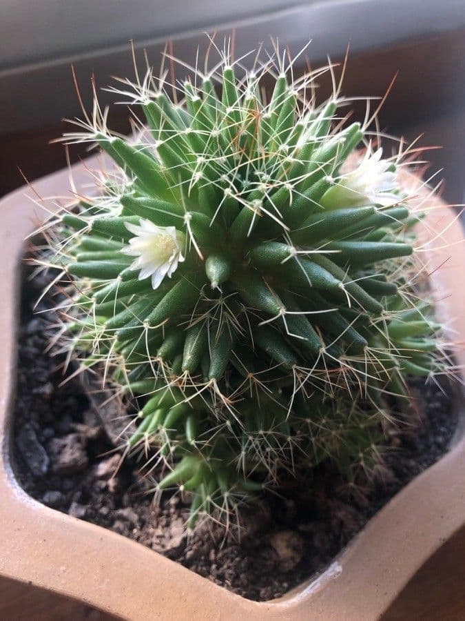 Cactus 6