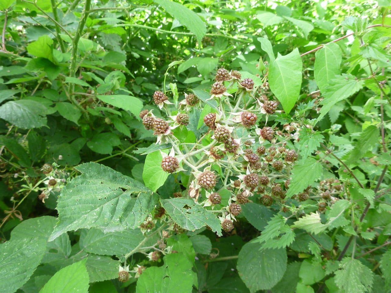 Großblättrige Brombeere 10