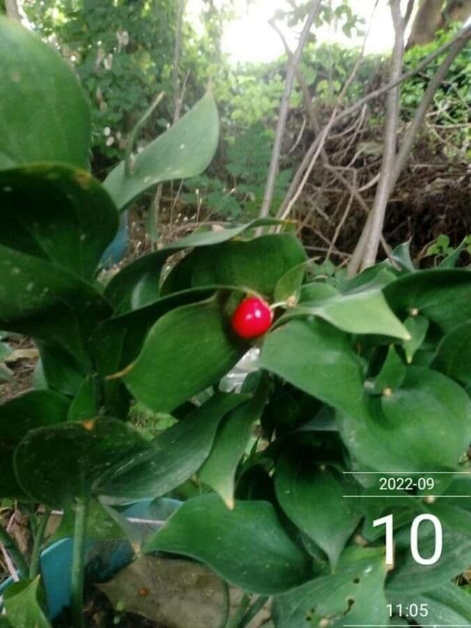 Ruscus hypoglossum