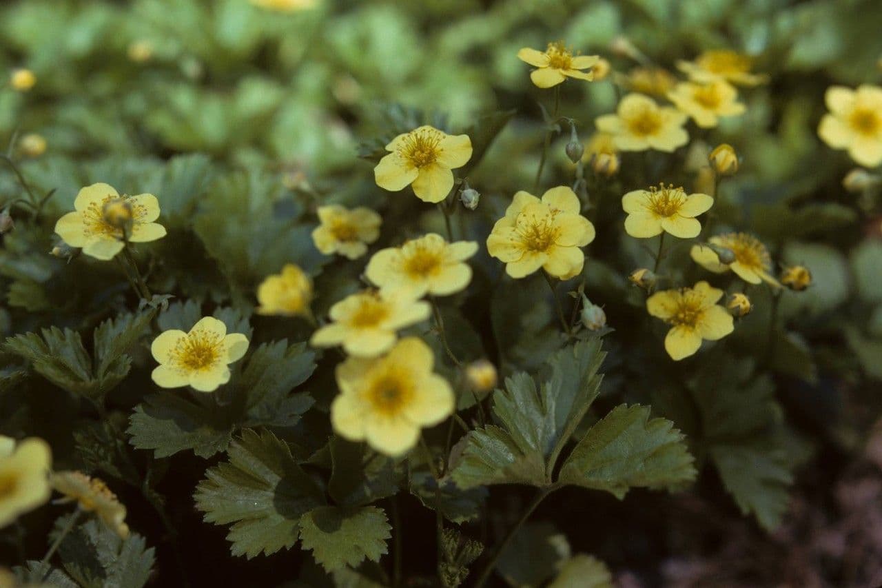 Chrysogonum 10