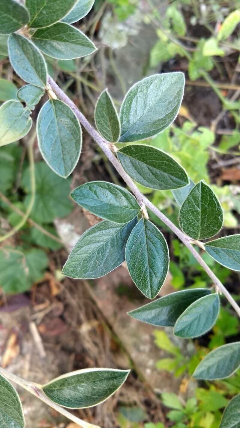 Cotoneaster 10