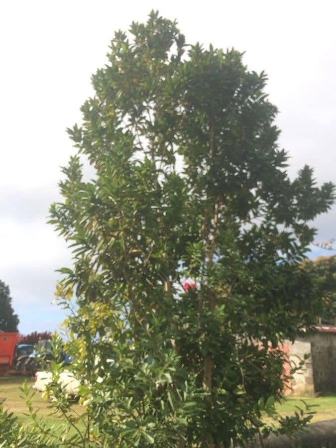 Pimentovník 15