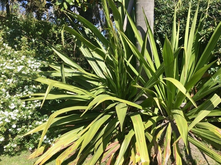 Doryanthes 16
