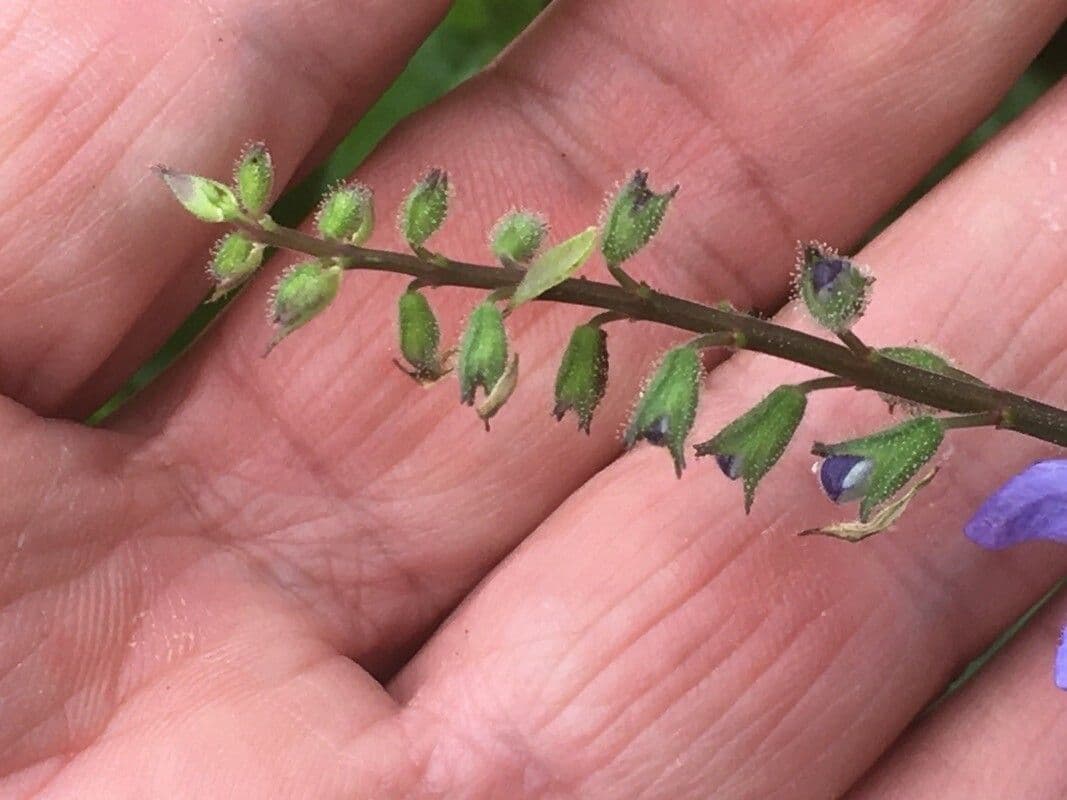 Salvia