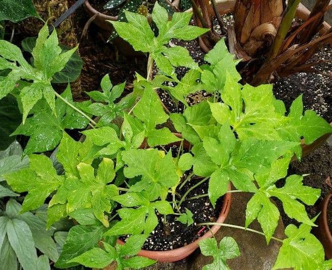 Contrayerba 13