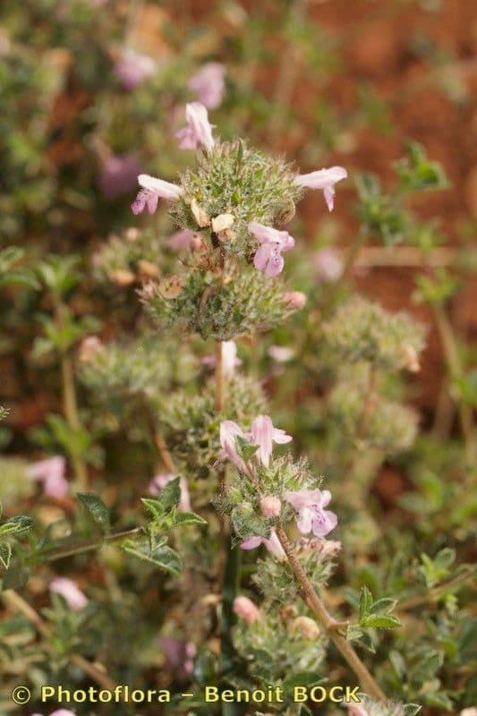 Saturejka thymbra 18