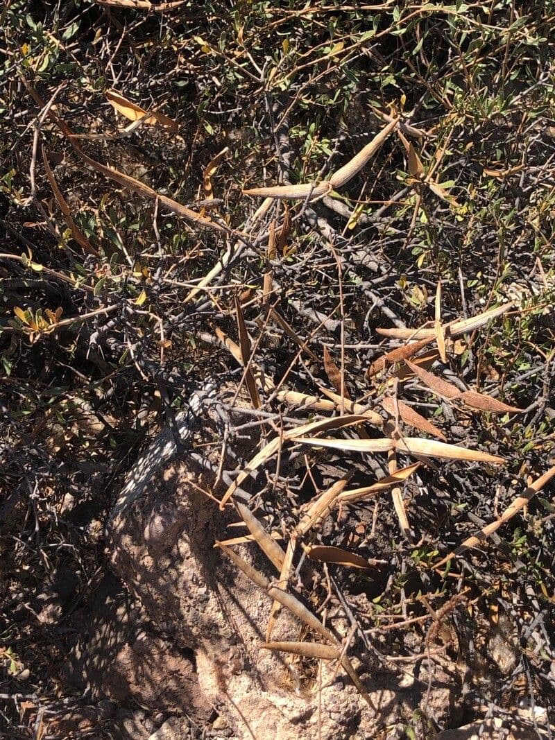 Periploca laevigata 3