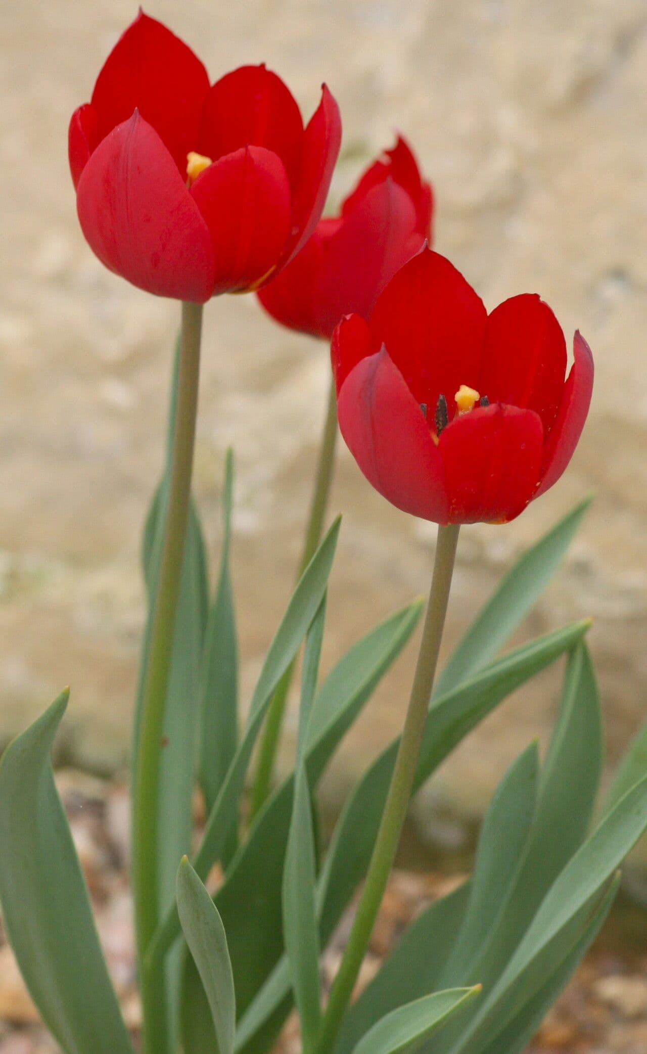 Tulipano di Julia 2