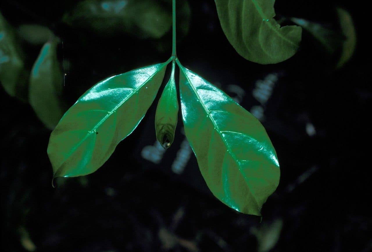Rothmannia longiflora 2