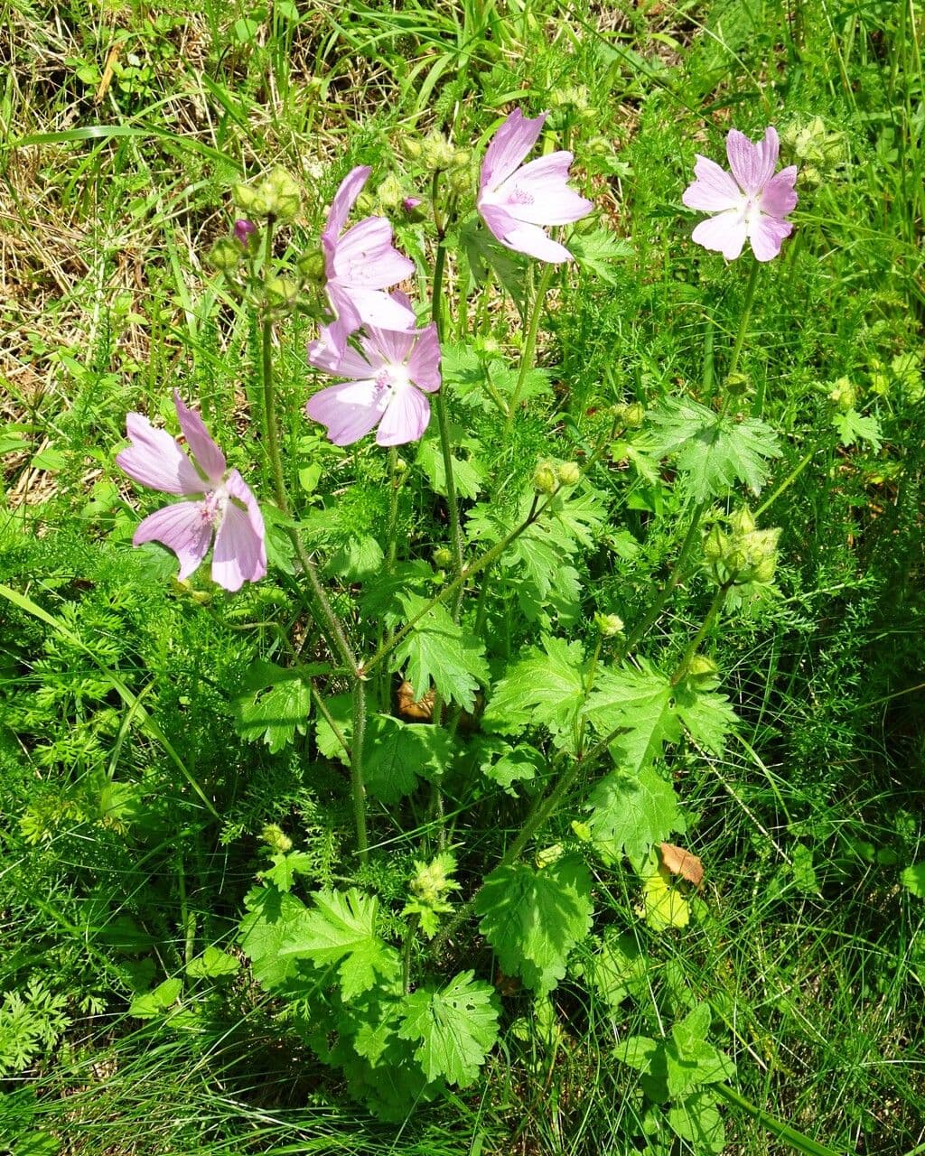 Malva moscata 14