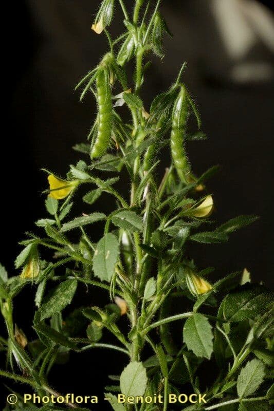 Groggelaria 20
