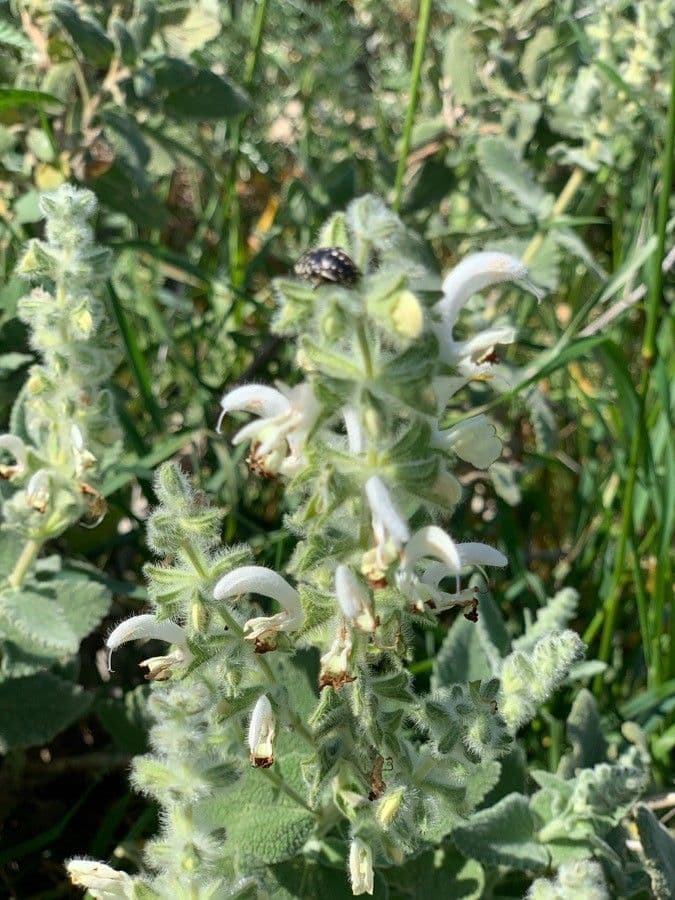 Salvia dominica 6