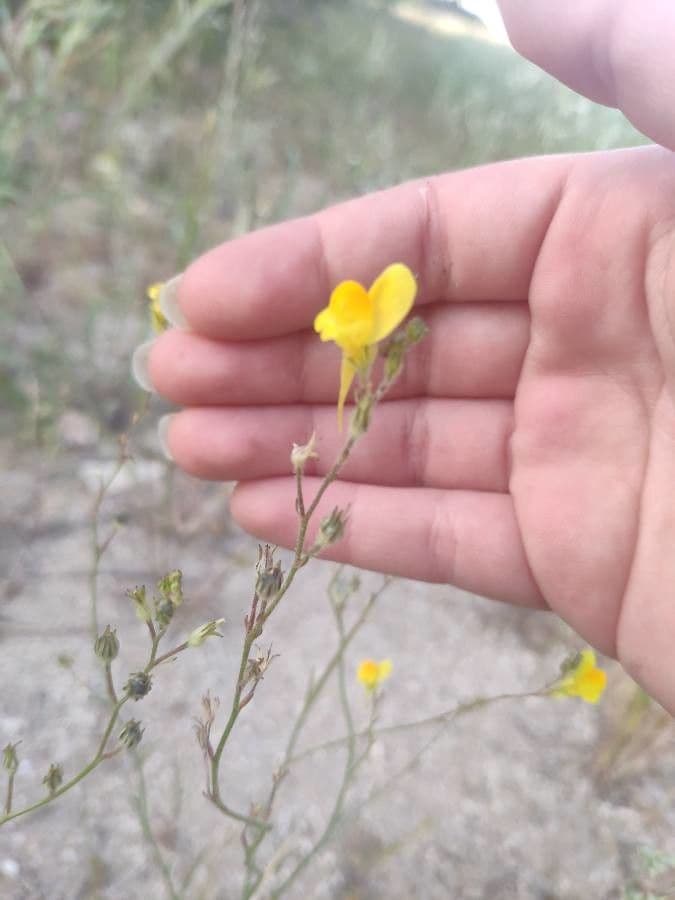 Linaria spartia 4