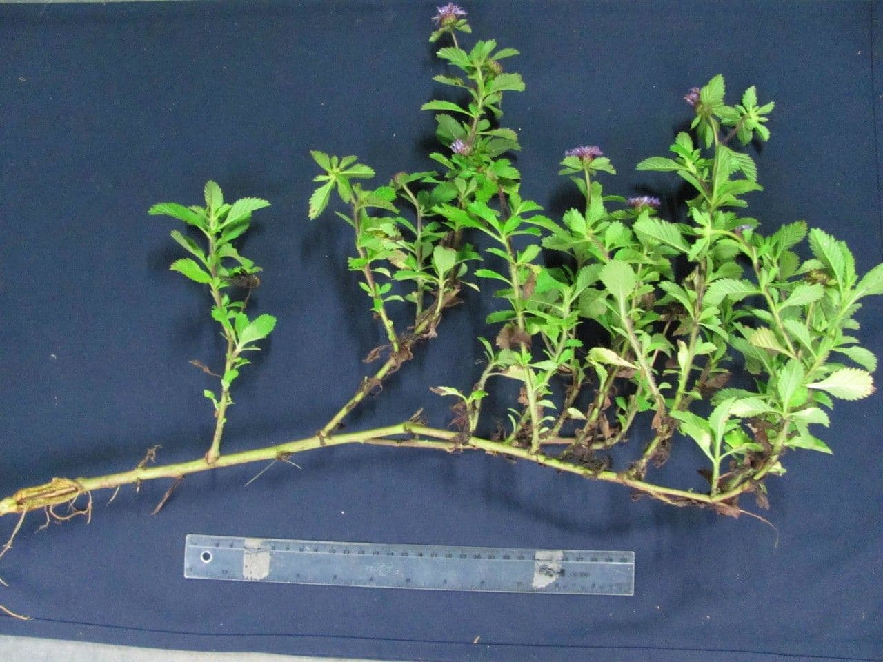 Centratherum punctatum 18