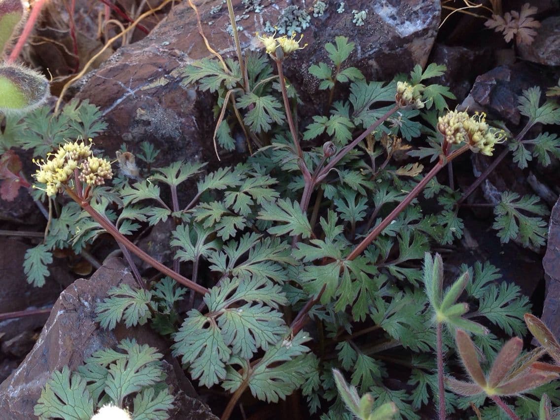 Sanicula 5