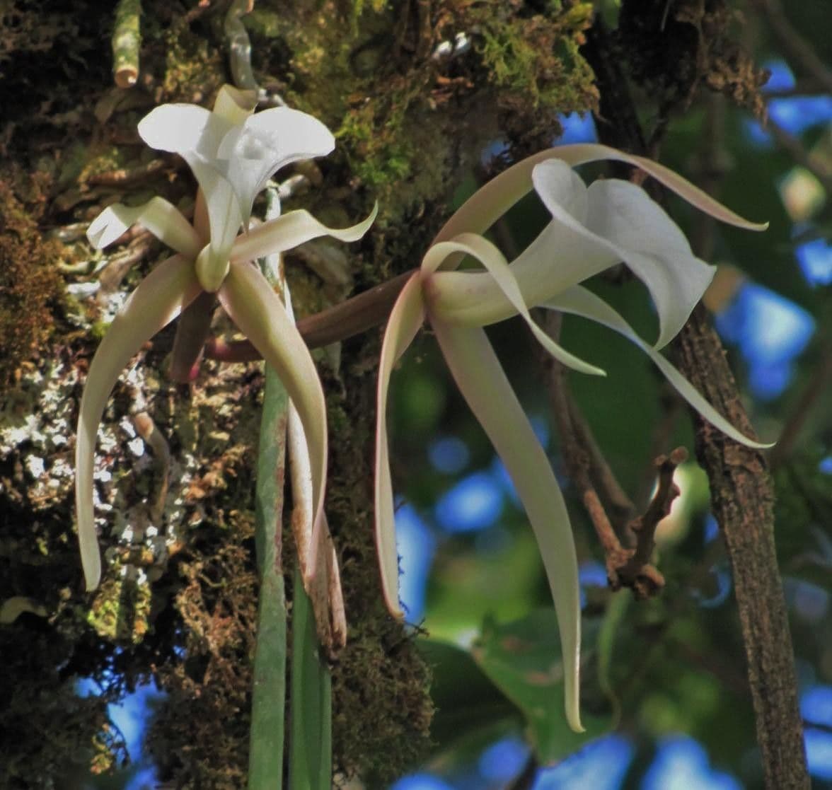 Brassavola 14