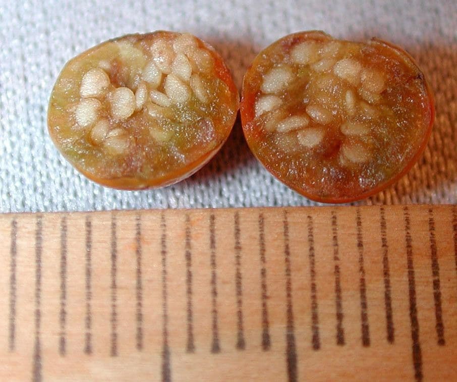 Solano giamaicano 20