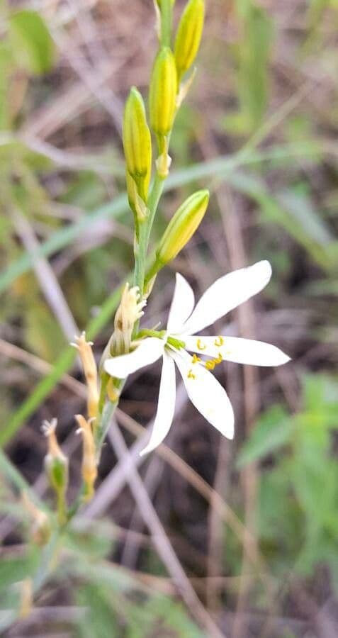 Echeandia