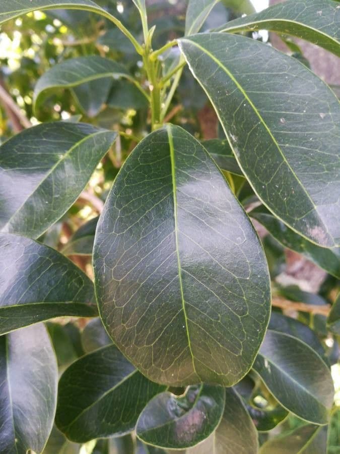 Fontainea 16
