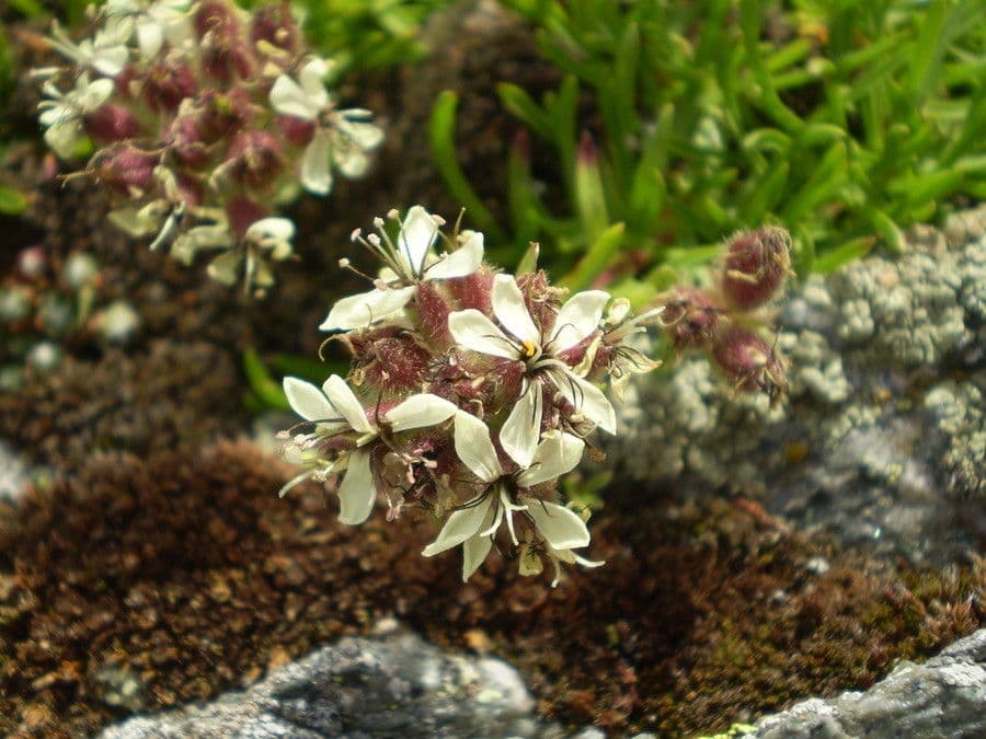 Saponaria gialla 12