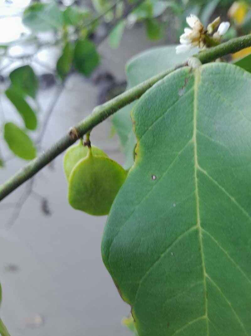 Dalbergia ecastaphyllum 3
