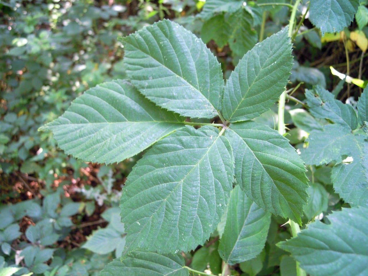 Brombeere