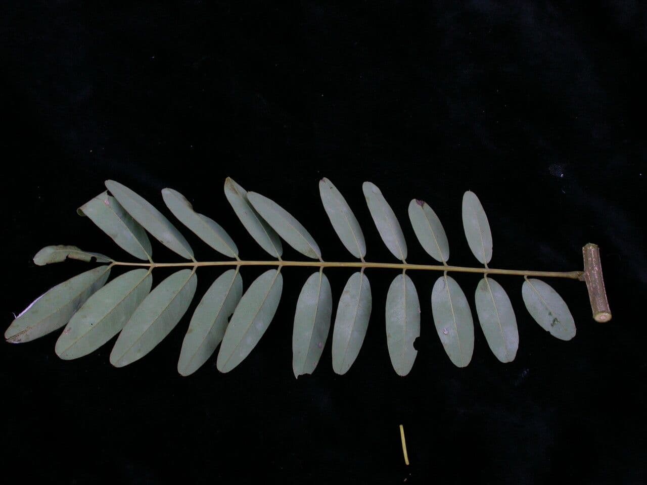 Kassod-Baum 11