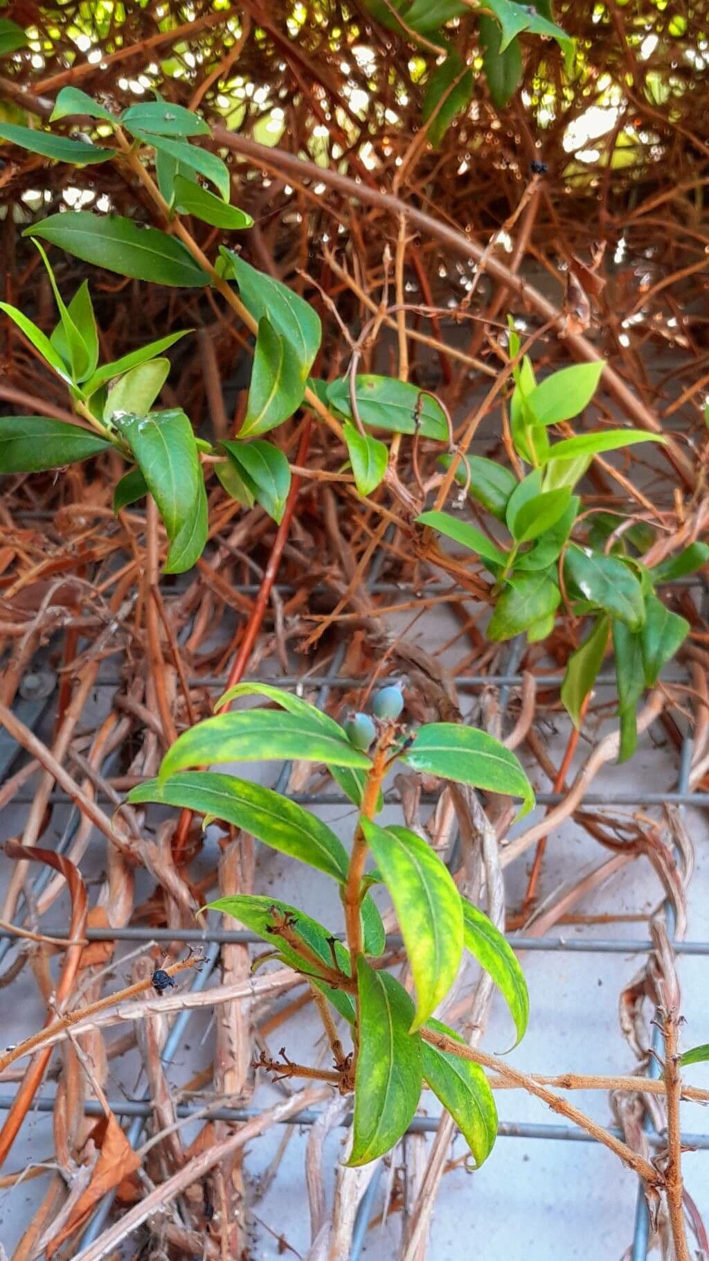 Caprifoglio acuminato