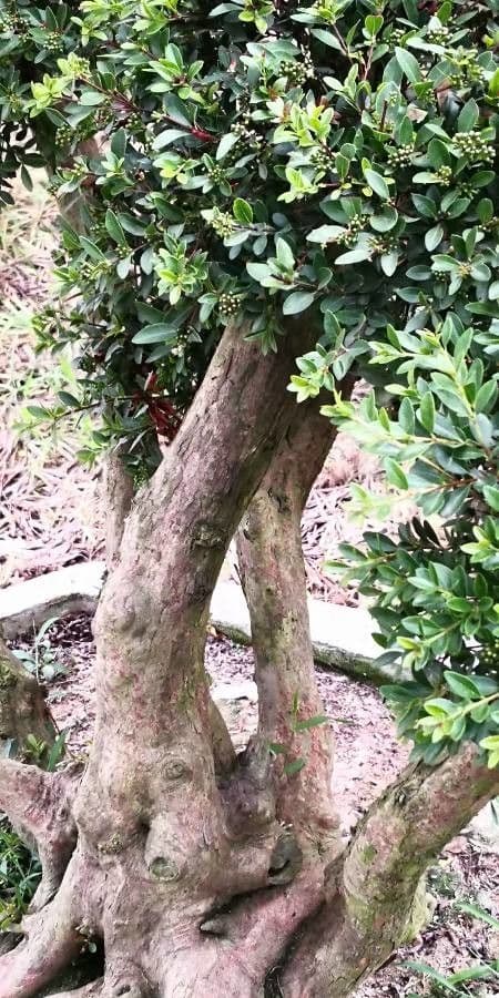 Syzygium buxifolium 11