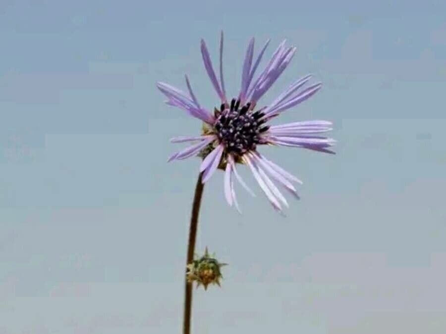 Volutaria