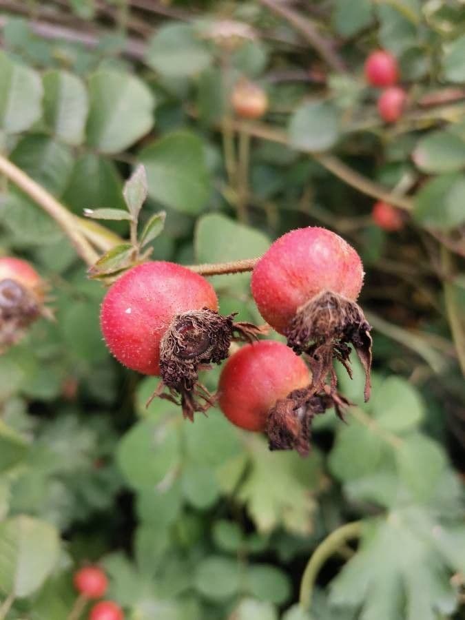 Moschus-Rose 3