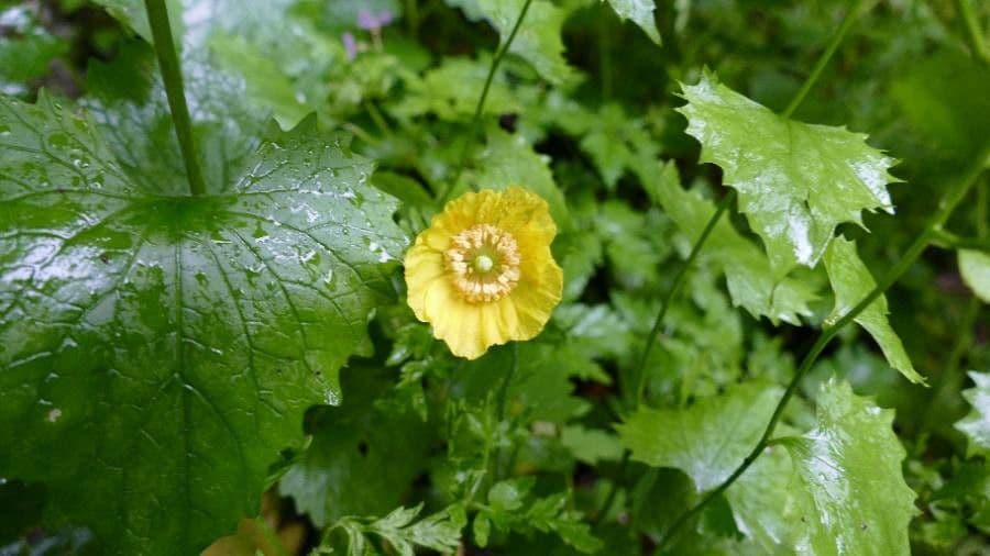 Alpen-Mohn 9