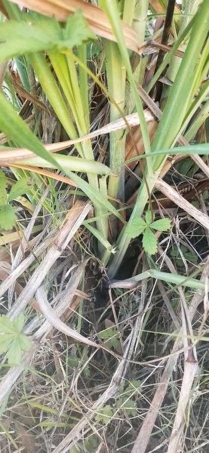 Sumpf-Schwertlilie 23