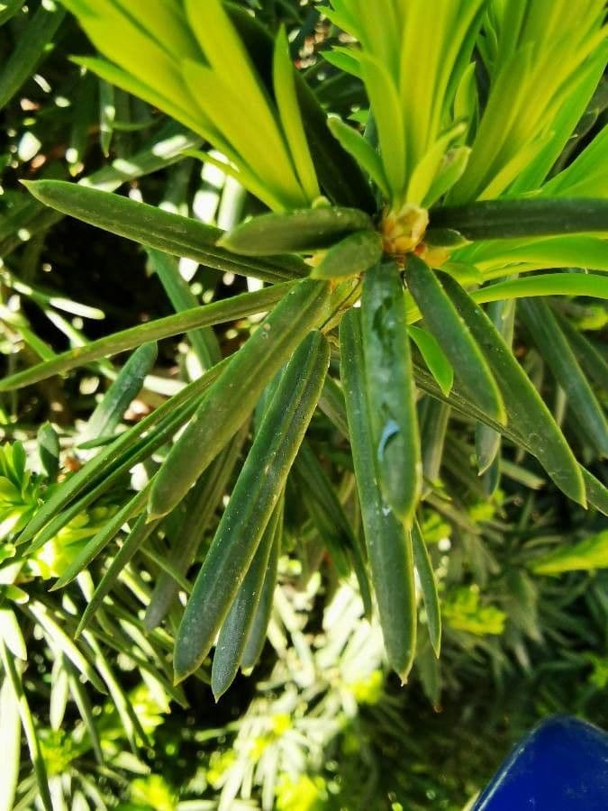 Davids Keteleeria 2