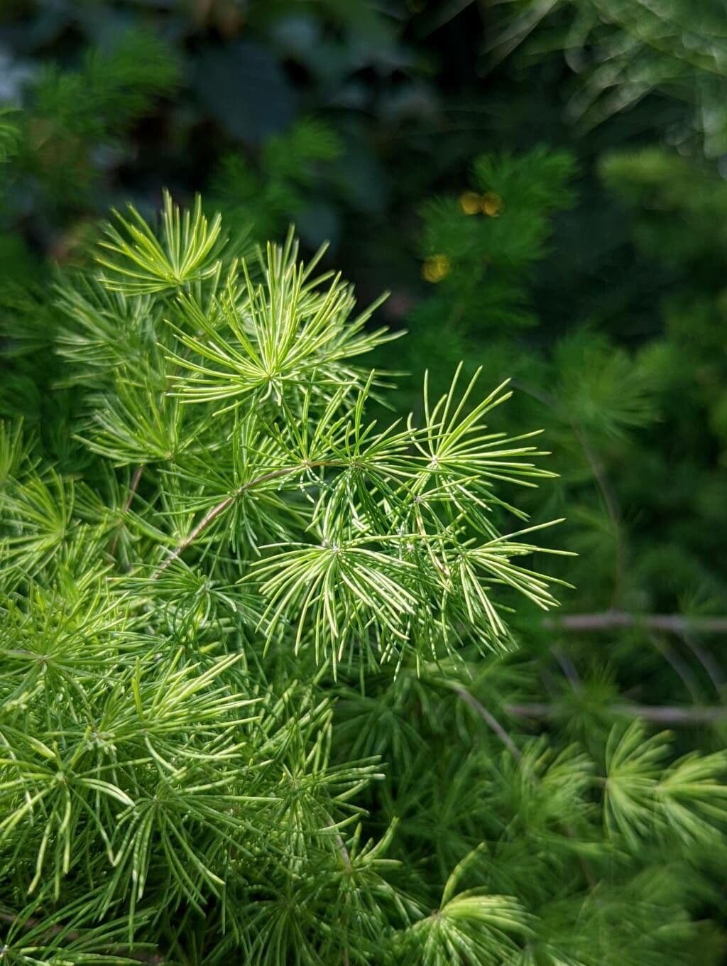 Asparagus 5