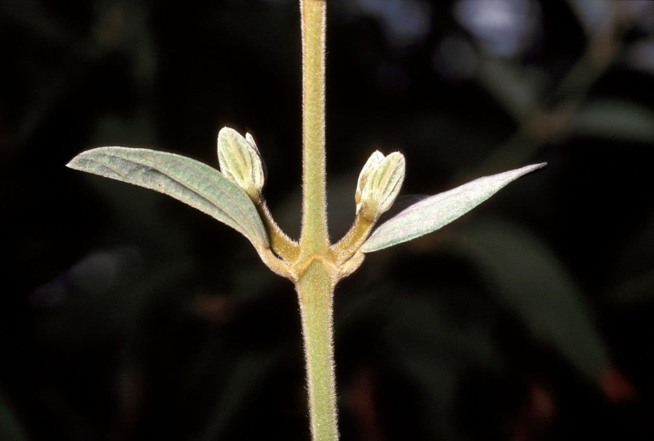 Congea tomentosa 16