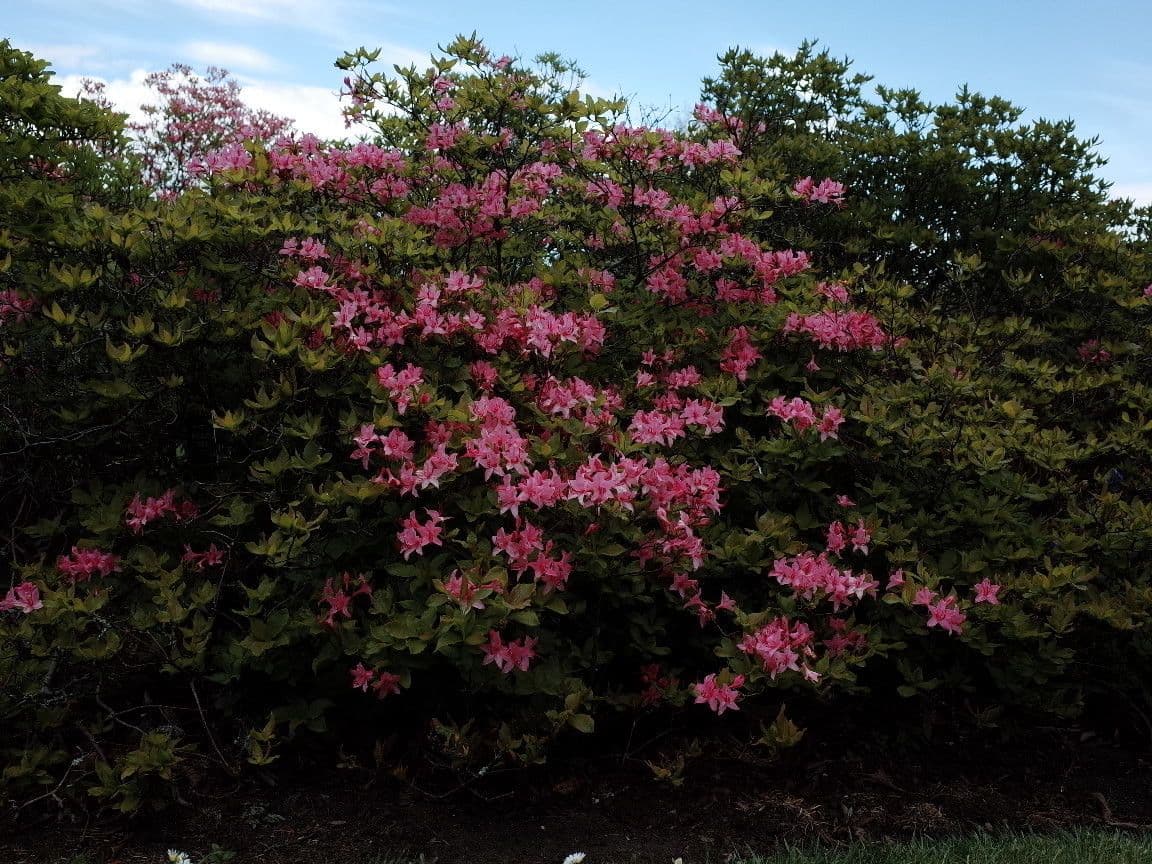 Rododendro 6