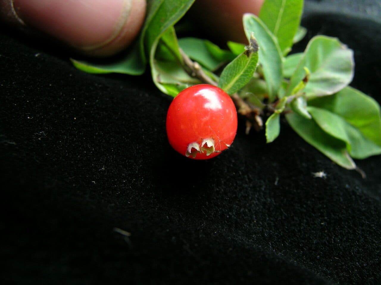 Geißblatt 3