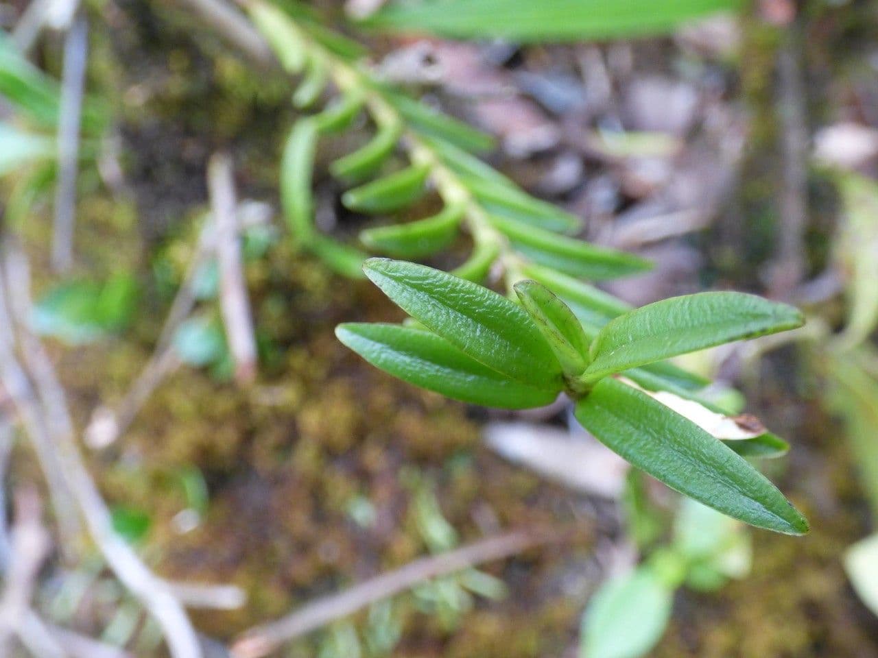 Angraecum 18