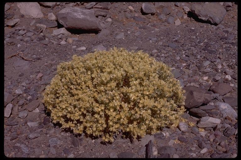 Mentzelia 10