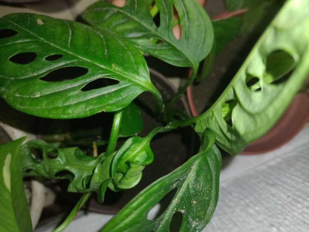 Monstera 6