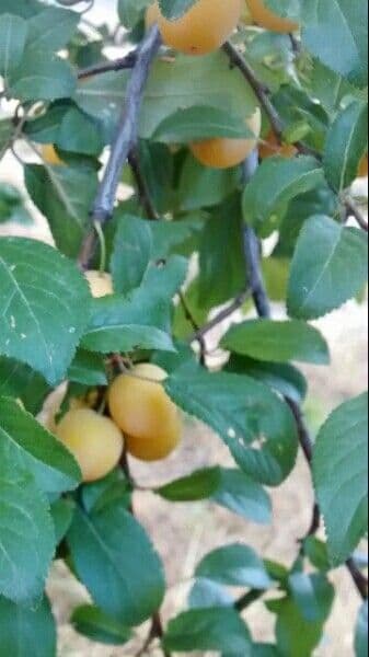 Prugna Damaschina 16