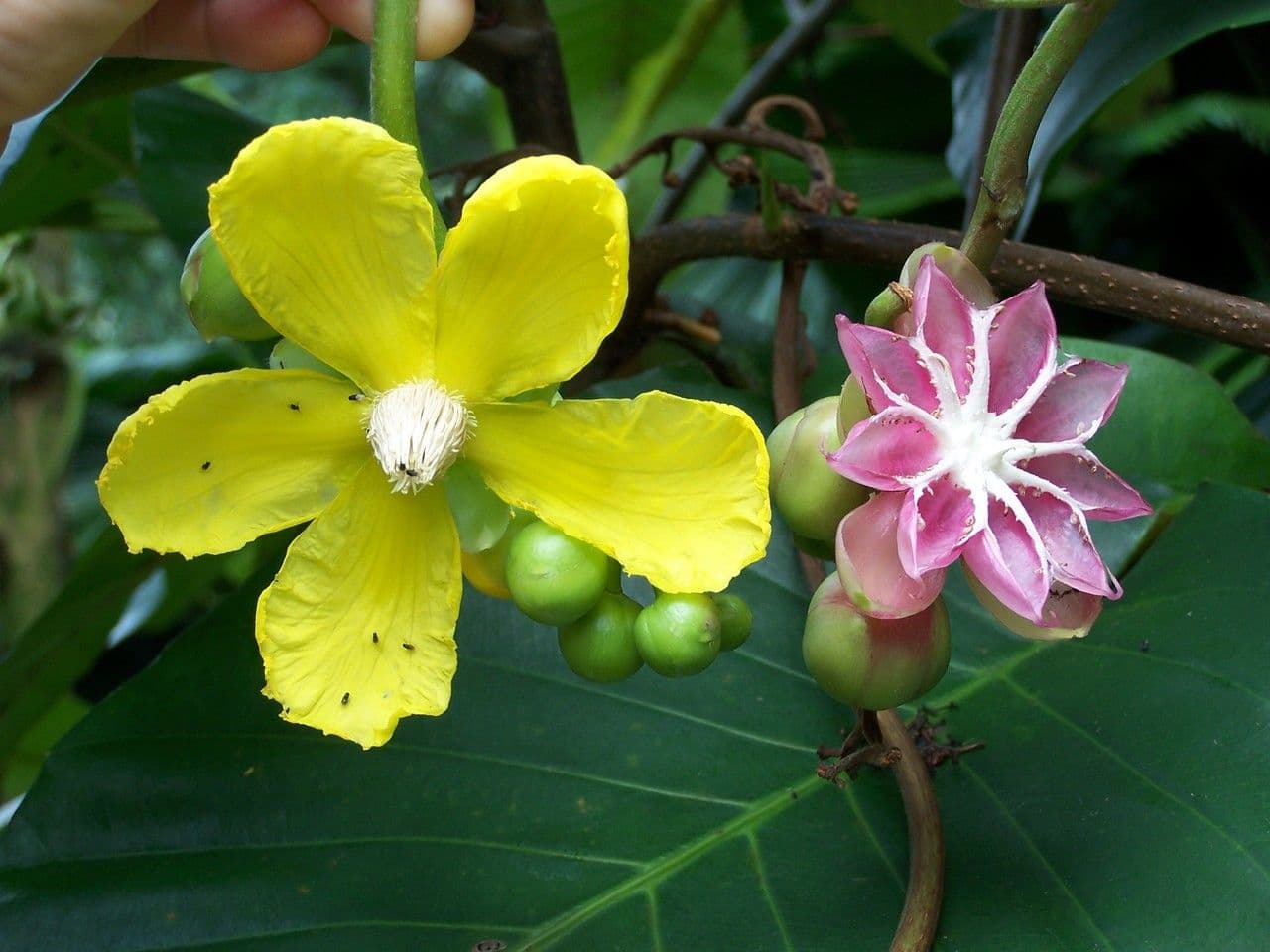 Dillenia 7